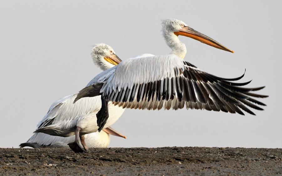 19) Silkeshäger Little Egret Egretta garzetta 1 Golshar Shore vägbank 19/1, 1 Tiab Creek 21/1 20) Revhäger Western Reef Heron Egretta gularis talrikaste hägern, sedd i alla kustområden, högsta