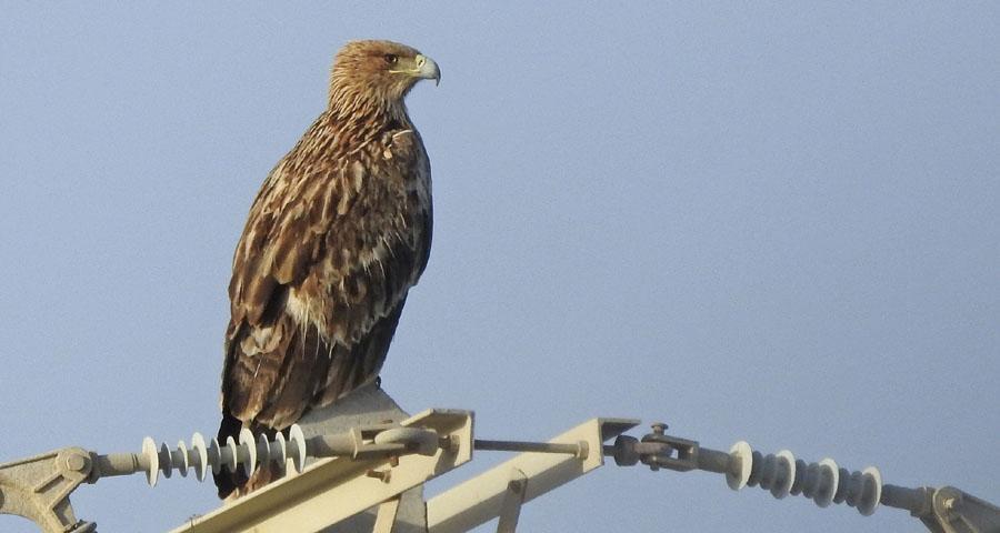 27) Större skrikörn Greater Spotted Eagle Clanga clanga 2 Badgiran Restaurant 19/1, 1 Koshtargah 19/1, 1 Chakha Creek 20/1, 1 Hakami 21/1, 3 Tiab Creek 21/1, 7 Azini Creek 22/1, 3 Khalathi Creek