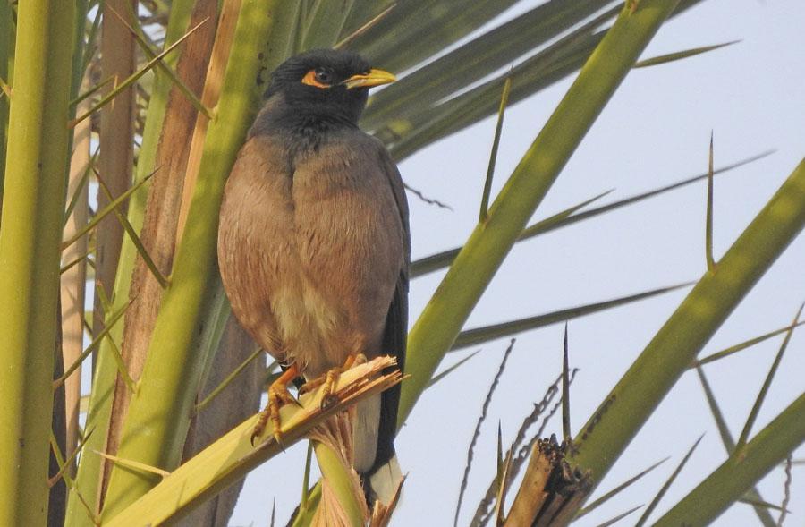 Foto: Christer Jonasson 111) Afghanskriktrast Afghan Babbler Turdoides huttoni 5 Koshtargah 19/1, 2 Hasan Langi Pain 20/1, 3 Hakami 21/1, 2 Del Goraz 22/1, tämligen vanlig Gaz River 23/1, 4 Kuh