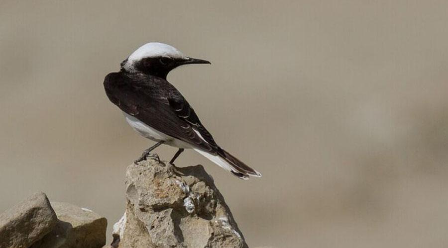 Foto: Klaus Laimer 122) Svart rödstjärt Black Redstart Phoenicurus ochruros ochruros 5 Jahad Park 19/1, 2 Bahmani 20/1, 2 Kuh Mobarak 23/1, 1 Gegin River 24/1, 2 Kuroch 24/1, 1 Gangan