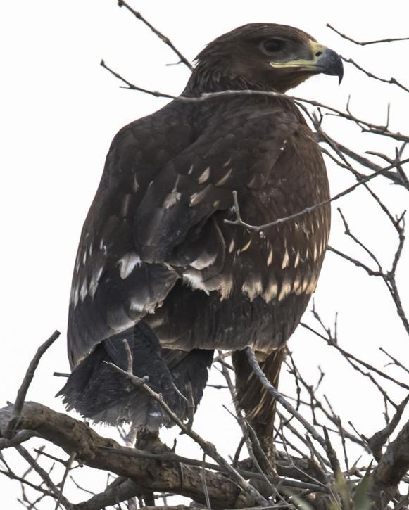 utan värmedaller eller motljus!