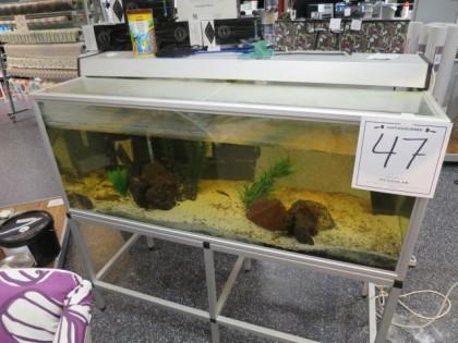 Akvarium med diverse fiskar