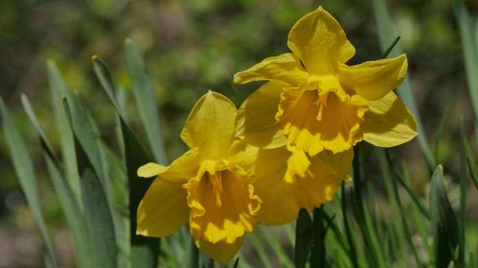 DIKTSIDAN BLOMMOR Fyller ängar Och vaser Och förstås skogar