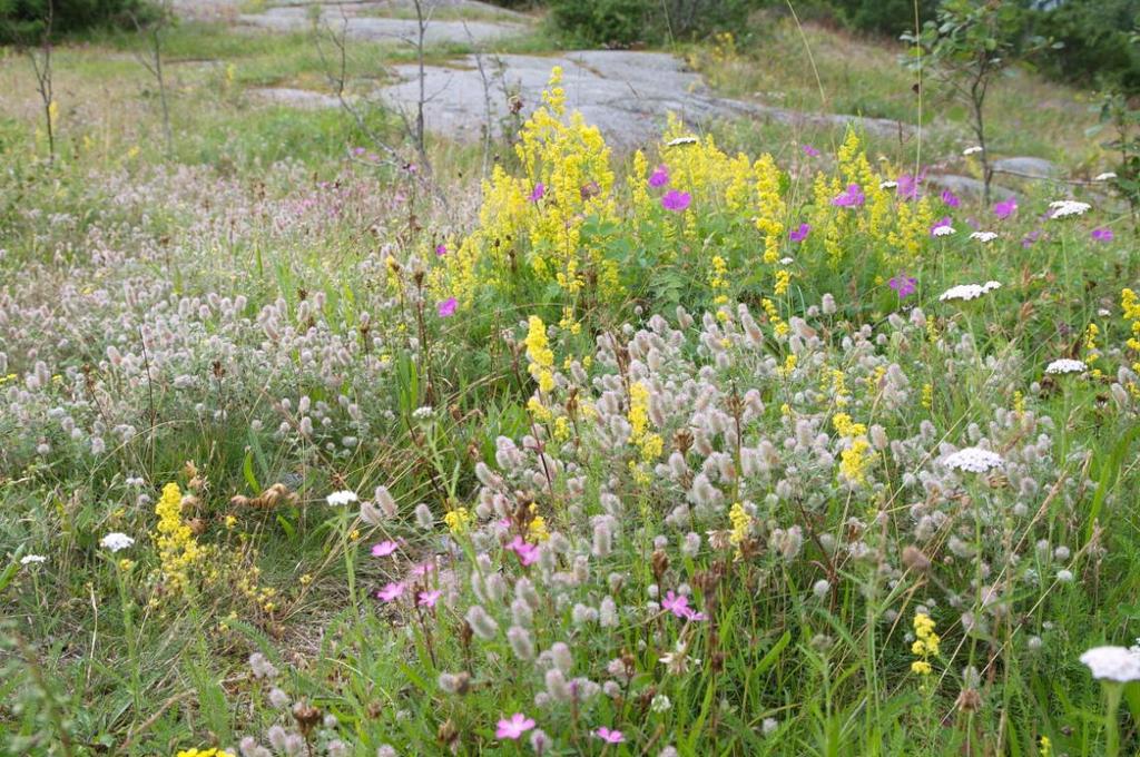 Sandskär (Hellsö) Översyn har utförts av en på orten bosatt tillsyningsman enligt särskilda direktiv.