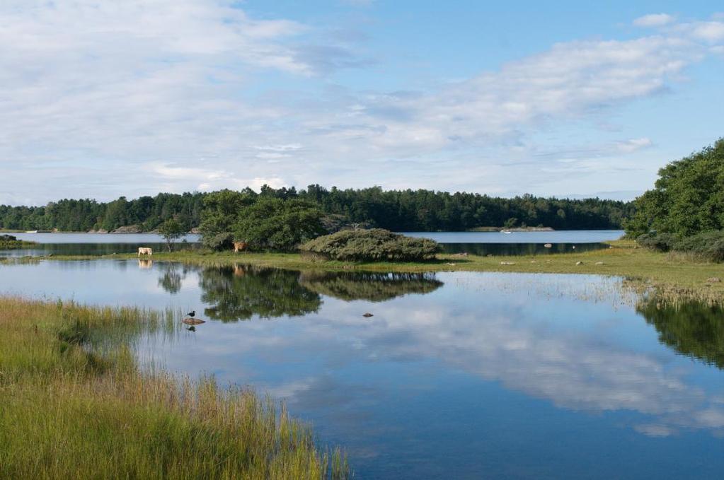 Mariehamn: Espholm Översyn. Betesdjur: Får (Se bilaga). I år kompletterades betningen på Espholm av några kalvar, vilket gjorde slåtterinsats onödig här.