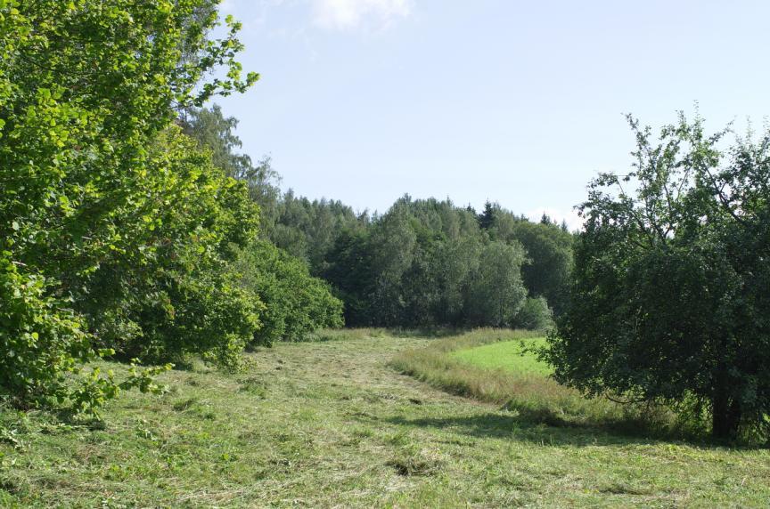 Slåtter på ängen nedanför branten på Lillnäsberget samt stigen till nämnda