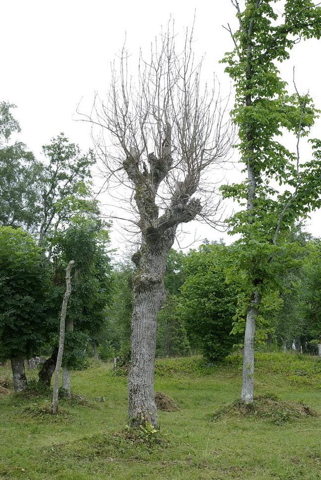 År 2012 var gräsväxten rekordartad, men bristen på torrväder gjorde att