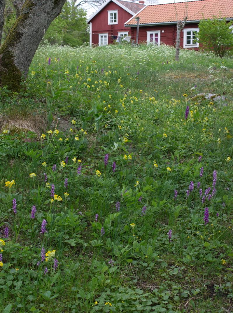 St. Pers nycklar uppenbarade sej första gången norr om Nåtö Biologiska