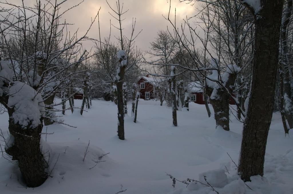 År 2012 kom vintern rätt tidigt och med stora mängder snö. Här är Nåtö löväng i vinterskrud.