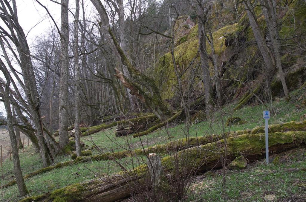 Norra Uddhagarna Ej åtgärder detta år. Finström: Almskogen Översyn av anläggningar har gjorts. Därtill har vindfällen upparbetats och en rydjning av områdets norra del utförts.