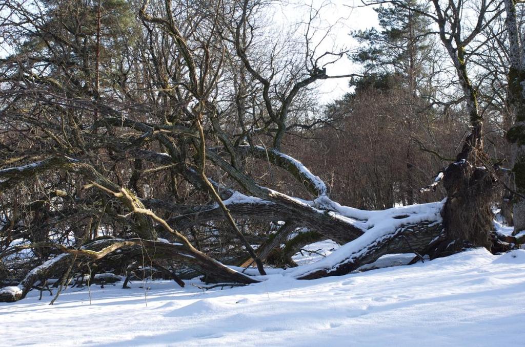 Prästgårdsnäset Översyn av stängsel och skyltar. Betesdjur har hållits i båda fållorna, (ungnöt samt får).