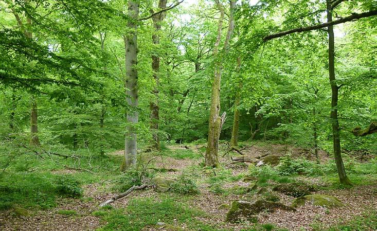 Fig. 3. Naturlövskog där Bechsteins fladdermus söker föda. Marken är till stor del fri från vegetation och lämpar sig väl för att krypande fånga vinglösa smådjur. Foto: Ingemar Ahlén. en koloni.