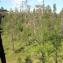 3320 Blakliden Kommun Åsele Totalareal 134 ha Naturgeografisk region 30a Areal land 134 ha Objektskategori U1 Areal vatten 0 ha Markägare Sveaskog Areal produktiv skogsmark 120 ha Ovanför fjällnära