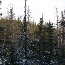 4719 Svartberget Kommun Åsele Totalareal 71 ha Naturgeografisk region 32c Areal land 71 ha Objektskategori U1 Areal vatten 0 ha Markägare Sveaskog Areal produktiv skogsmark 70 ha Ovanför fjällnära