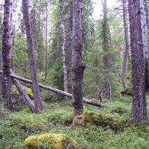 3308 Lokmyrberget Kommun Bjurholm Totalareal 134 ha Naturgeografisk region 30a Areal land 133 ha Objektskategori U1 Areal vatten 0 ha Markägare Sveaskog Areal produktiv skogsmark 120 ha Ovanför