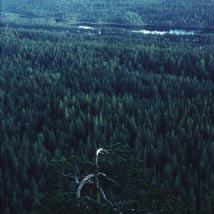 3314 Käringberget Kommun Åsele Totalareal 375 ha Naturgeografisk region 30a Areal land 374 ha Objektskategori U1 Areal vatten 1 ha Markägare Sveaskog Areal produktiv skogsmark 318 ha Ovanför