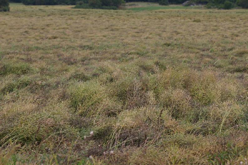 Figur 4. Jordburna sjukdomar som bomullsmögel (Sclerotinia sclerotiorum) har blivit ett allt större problem på senare år. Raps är en av många värdväxter.