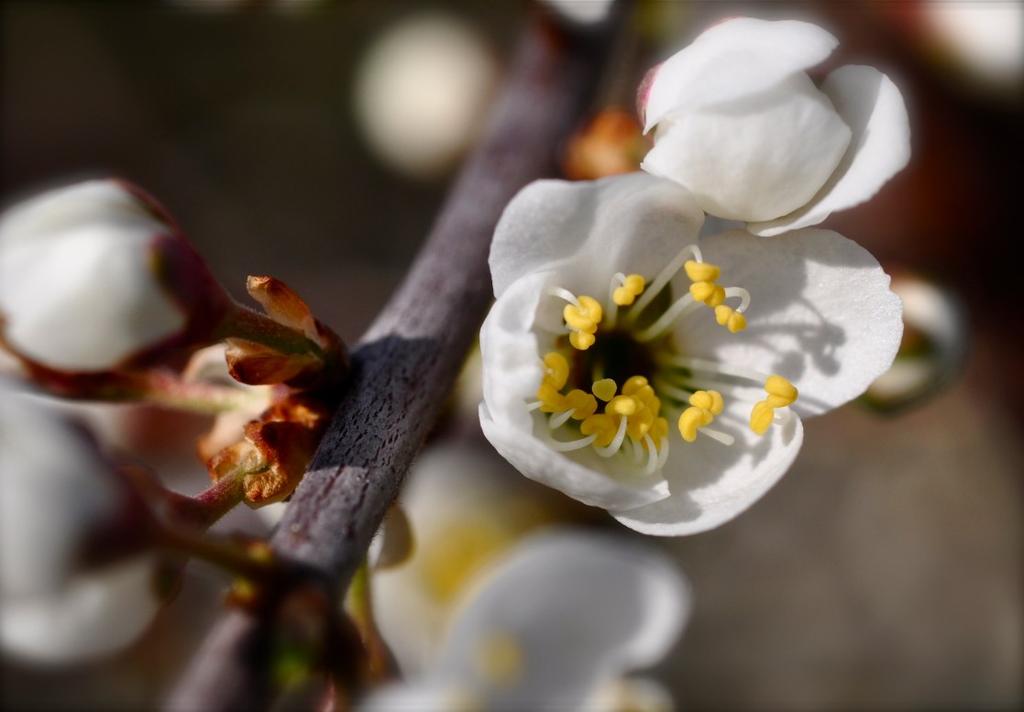 4 13 Naturreservat på gång I Mangroveträsket utmed Kärleksstigen ner till Brevik måste röjningen fortsättas. Länsstyrelsen planerar att bilda naturreservat vid Stora Kornö.