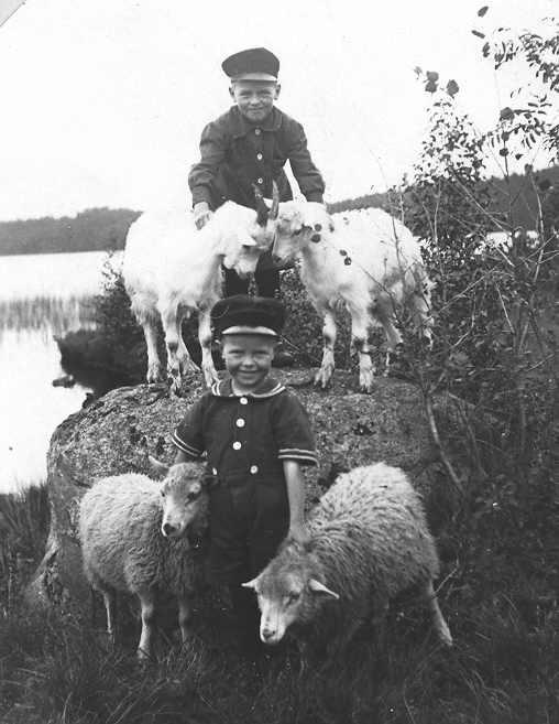 En förtjusande bild på Robert och Stig med två får och två getter.