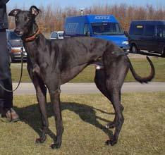 Meriter: (totalt starter 19, placeringar 15-2-1) Svenskt Mästerskap (Öppen klass), Svenskt Grand Prix, Masters, S:t Eriks Cup. Banrekord 550 m Borås GP.