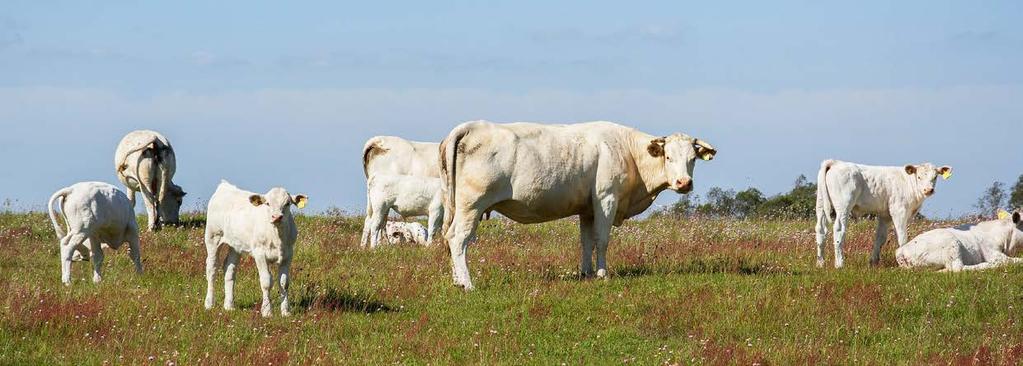 Nöt Utvecklingen i svensk nötköttsproduktion Exporten av europeiskt nötkött har den starkaste trenden på fem år och prognosen för helåret talar om en -procentig ökning mot föregående år.