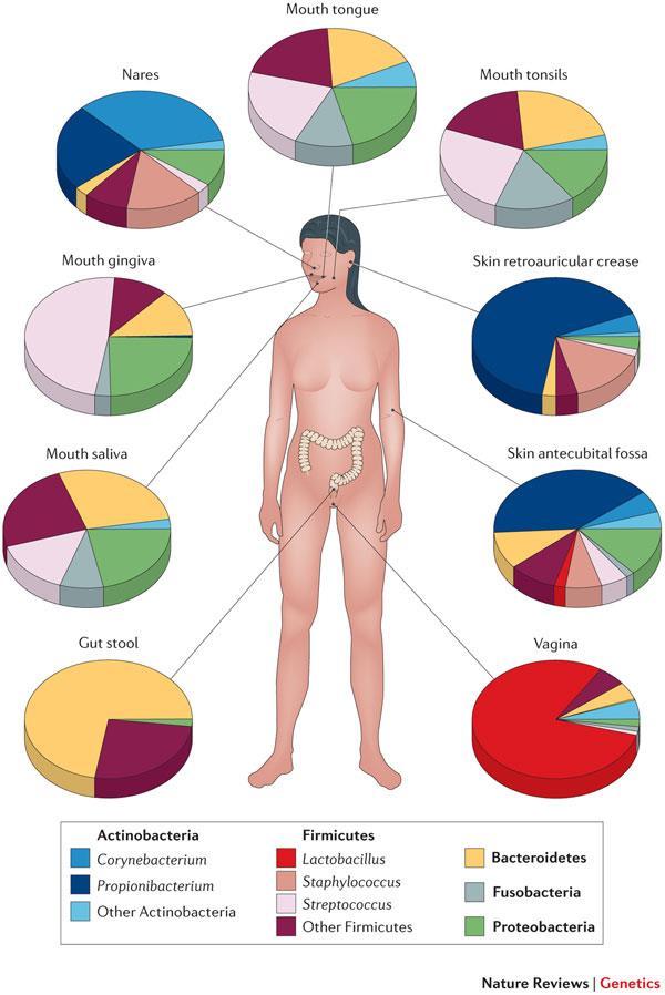 Humana mikrobiomet 100 trillioner