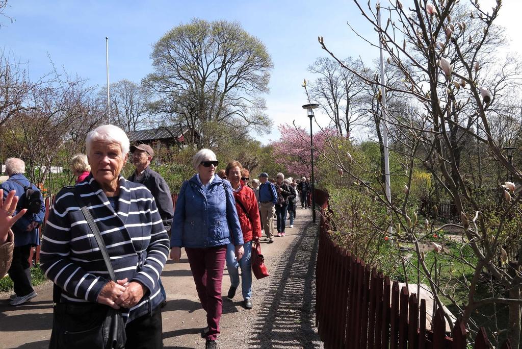 Två välbesökta vårvandringar med SPF-seniorer Tantolunden 3 maj I början av maj, en härlig vårdag, träffades 38 SPFare som vanligt vid pendeltågsstationen för vidare resa till Södra Station i