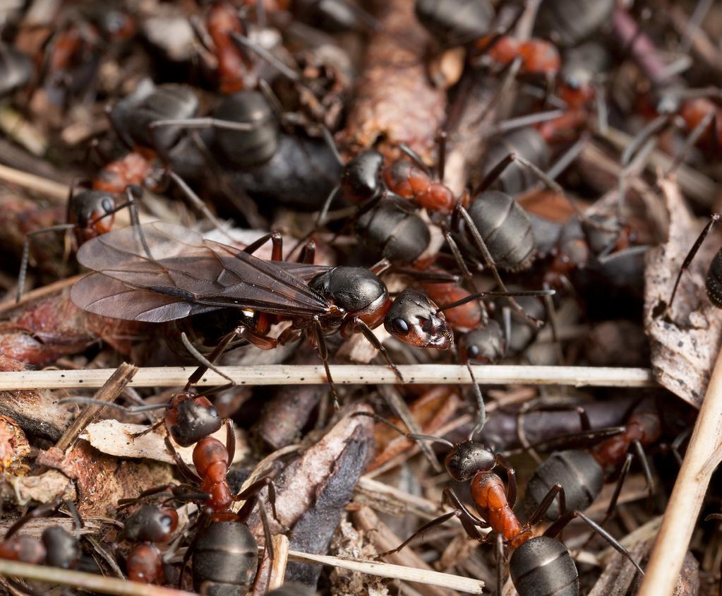 art formicidae: familj: släkte formica latin 3 Undersläkte Formica stackmyror Det finns totalt åtta arter av undersläktet Formica i Nord- och Mellaneuropa, och sju av dem förekommer i Norden.