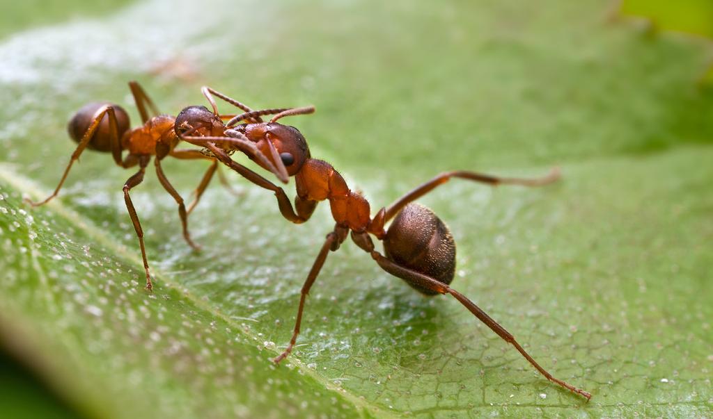 4 nationalnyckeln till sveriges flora och fauna 1 2 Formica rufa-gruppen skogsmyror: De fyra arterna (en femte finns längre söderut) i Formica rufa-gruppen (F. aquilonia, F. lugubris, F.