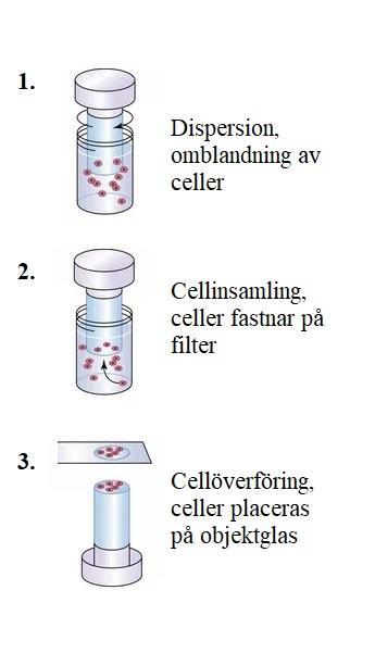 INTRODUKTION Vätskebaserad cytologi Vätskebaserad cytologi (LBC, liquid-based cytology) är en standardiserad teknik för preparering av cytologiska prover inför undersökning.