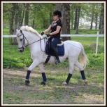 Eleverna får träna på dressyr, hoppningens grunder, Working Equitation, grunder i körning, och markarbete.