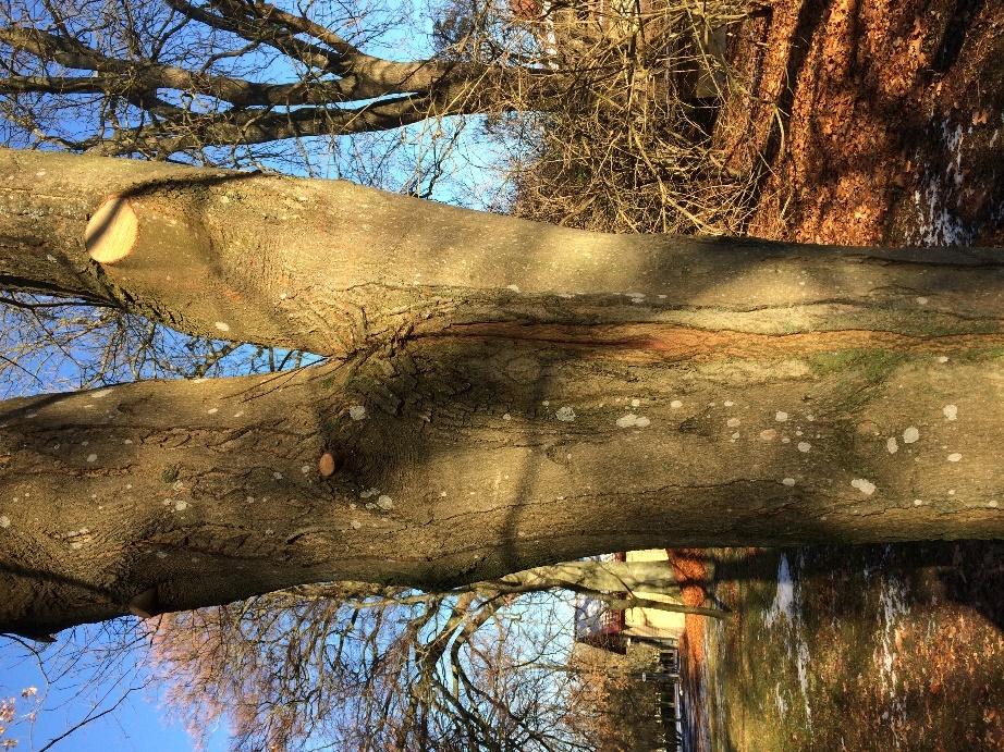 Enligt Svensk Standard (2014) definieras invuxen bark som mellanliggande bark som förhindrar sammanväxning av stam- eller grendelar. För förtydligande se Figur 7.