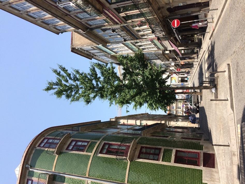 Figur 13. Ginkgon som finns planterad längs en gata i Porto (Portugal) ser ut att trivas trots de mycket torra och varma stadståndorten.