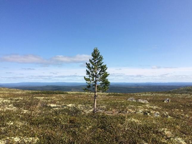 1 Bakgrund Trädens förutsättningar att växa i staden är reglerade av en mängd olika faktorer. Många av dem går att påverka medan andra är betydligt svårare.