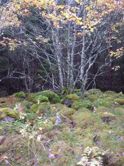 Figur 6. Graven RAÄ 189:1 är belägen ca 35 meter sydöst om hålvägen RAÄ 189:2. Mot väster. Foto Erika Räf, ÖLM Figur 7. Ledningsgata vid Stämna by mot öster. Foto Erika Räf, ÖLM 3.