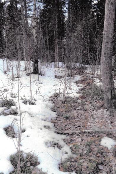 Äldsta landsvägen? Dagens gång- och ridstigar bakom Aspviks koloniområde bör ha sina anor i en medeltida väg som rundade den tidigare viken. Bilden till vänster visar en igenslyad stig, 1,5-2 m bred.