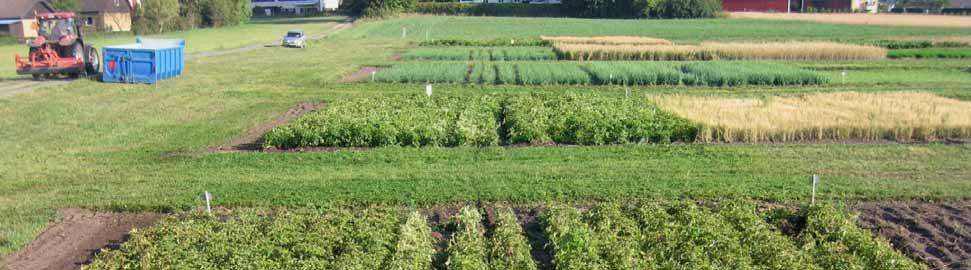 Skördeutveckling Potatis, Önnestad 2006-2008 Miljömedvetna och uthålliga Tidig bevattn 2/6 5 ggr á 20 mm 60,0