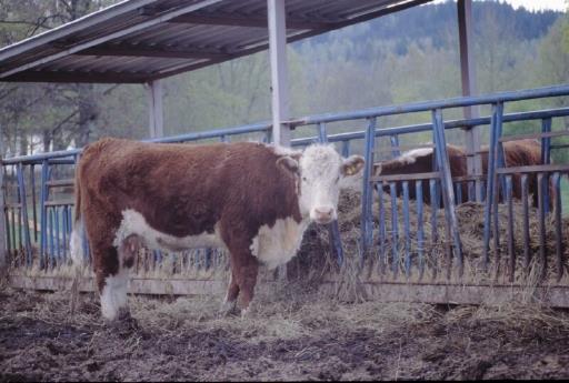 Förordning (EG) nr 178/2002 Säkert foder