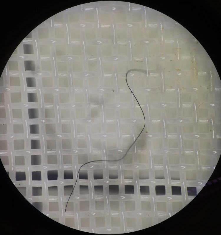 Figur 14. Ett icke-syntetisk fiber från Kungsängsdammen som inte togs med i räkningen då fibern var större än 5 mm.