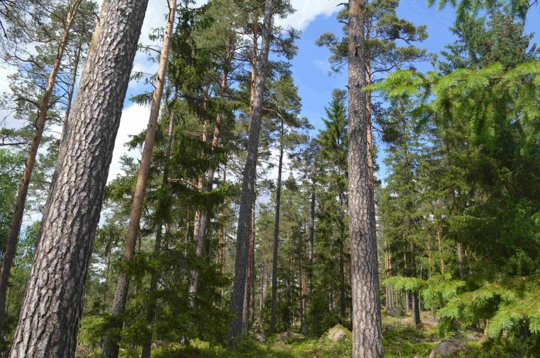 Skog och Mark Skogsmark Enligt skogsbruksplanen (juli 2018) är den produktiva skogsarealen 115,7 ha med ett beräknat virkesförråd om 10 080 m3sk 2018. Bonitet 6,4 m3sk/ha och år.