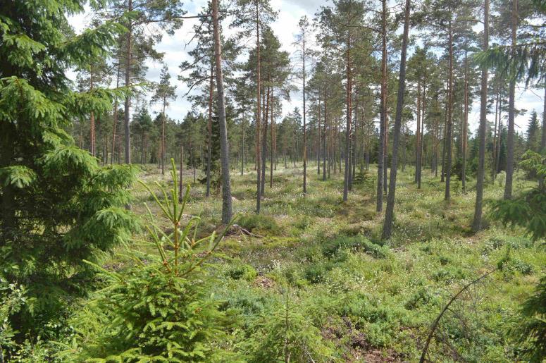 Se vidare bifogade utdrag ur skogsbruksplanen. Åker och betesmark Betesmark i anslutning till byn om ca 0,8 ha.