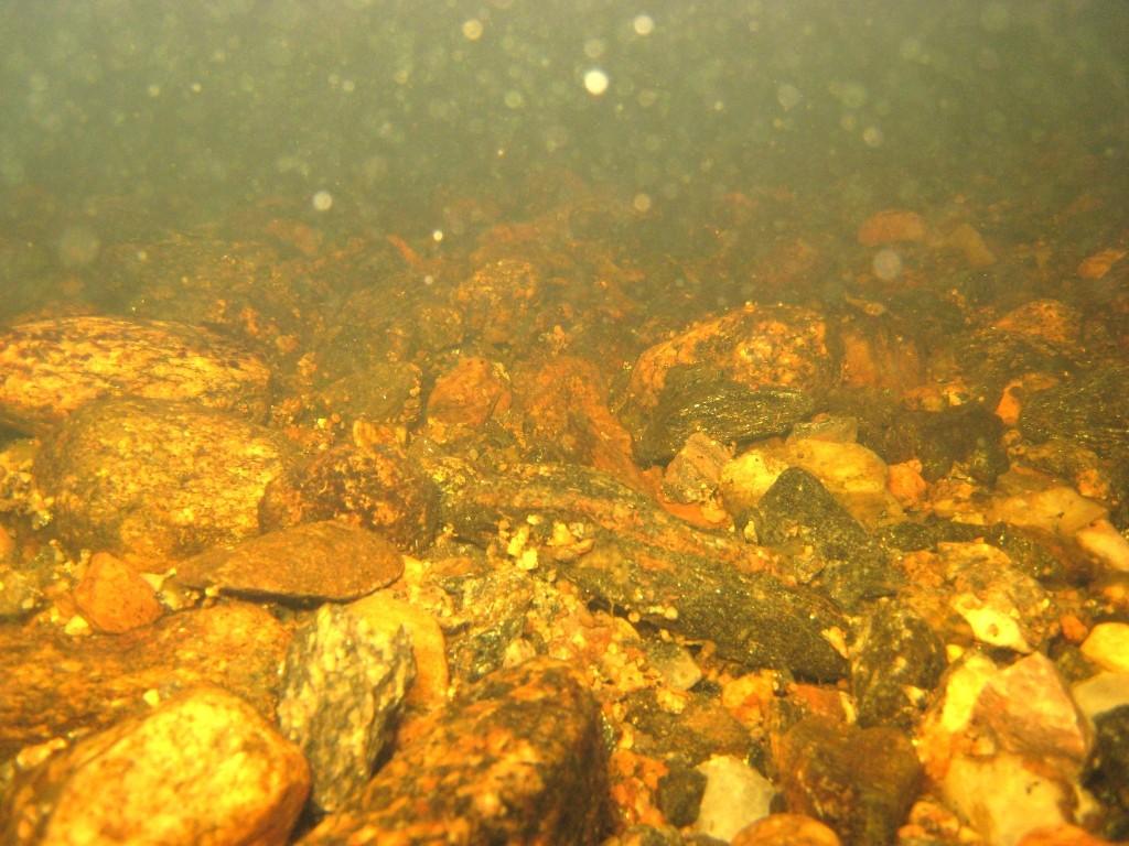 Det är vanligt med höga antal av nätbyggande nattsländelarver nedan dammar och vid sjöutlopp. Nästa stora grupp är sötvattensgråsuggan Asellus aquaticus med 706 st.