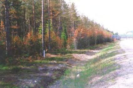 Figur 11 Saltskadad barrvegetation. Skadade tallar längs med väg E4. Symptomen på saltskadad barrvegetation framkommer vanligen i samband med vårens töperiod i slutet av februari eller mars/april.