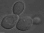 Byggaencell Cytoplasma enzymer,vamen Plasmamembran lipider,proteiner CellväggQkolhydrater RibosomerQnukleinsyror Kromosom/nukleoid DNAQnukleinsyror Mitokondrier/kloroplaster Membranmedenzymer