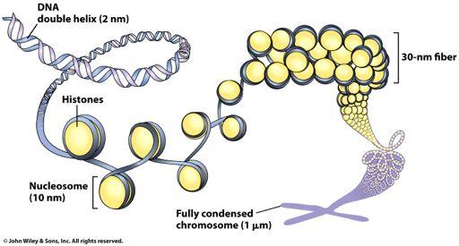 Kromosomerbärpåvårag