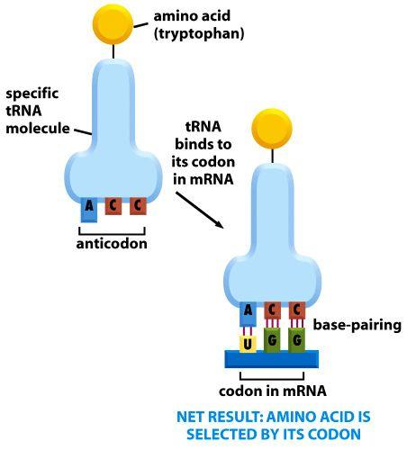 on Vidribosomernai cytoplasmansker proteinsyntesen mrnamolekylerärmallför