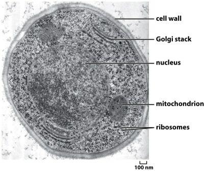Grundämnen Organiskaföreningar Makromolekyler(polymerer) Supramolecularassemblies Celler Cellensomlivetsbyggsten Encellärenseparatenhet EncelläravgränsadaveMmembran (plasmamembran)somseparerardenfrån
