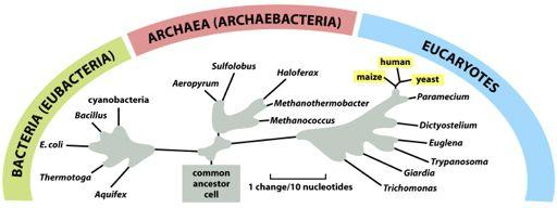 Idetprokaryotariketskiljermanpåbakterierocharkea Proteobacteria Azotobacter Nitrosomonas Pseudomonas Camphylobacter Escherichia Green sulfur bacteria Green nonsulfur bacteria Gram +