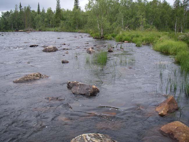 3.3 Elfiske Varjisån 2007 I Varjisån (731389-171056) elfiskades nio lokaler under samtliga fyra år, från Varjisträskets utlopp till strax uppströms Varjisåns mynning i Piteälven. 3.3.1 Nedströms sjön obj 122 (7332192-1672418) Figur 16 visar elfiskelokalen obj 122, Varjisån 2007-08-17 nerifrån och på kartan markerat med rött A.