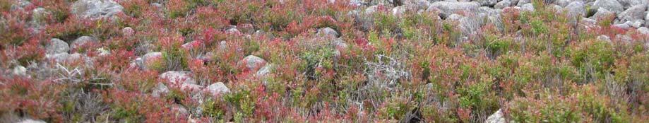 Större delen av klapperstensfältet är helt utan högre vegetation, endast lavar har funnit plats att växa där.